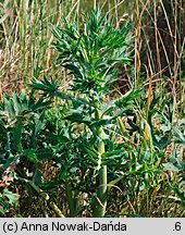 Eryngium campestre