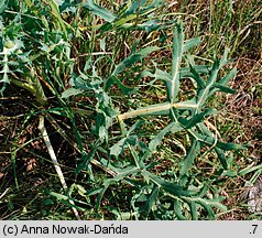 Eryngium campestre