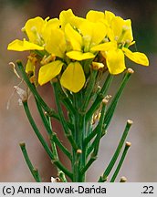 Erysimum odoratum (pszonak pannoński)