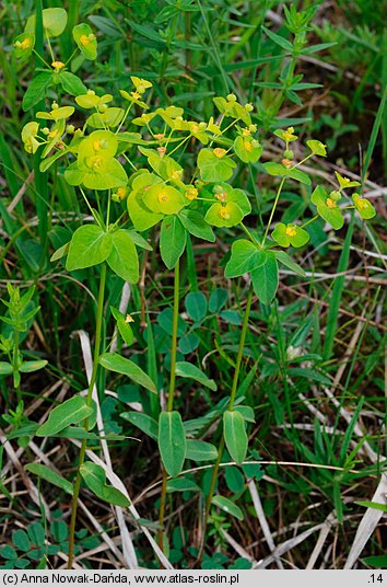 Euphorbia angulata