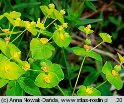 Euphorbia angulata