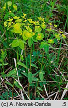 Euphorbia angulata