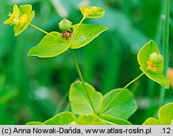 Euphorbia angulata