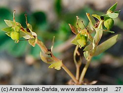 Euphorbia exigua