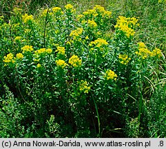 Euphorbia villosa (wilczomlecz włosisty)