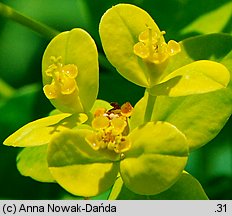 Euphorbia villosa (wilczomlecz włosisty)