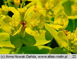 Euphorbia villosa (wilczomlecz włosisty)