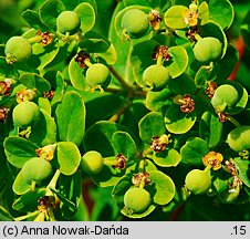 Euphorbia villosa (wilczomlecz włosisty)