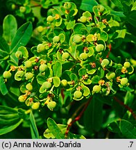 Euphorbia villosa (wilczomlecz włosisty)