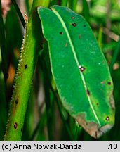 Euphorbia villosa (wilczomlecz włosisty)