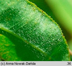 Euphorbia villosa (wilczomlecz włosisty)