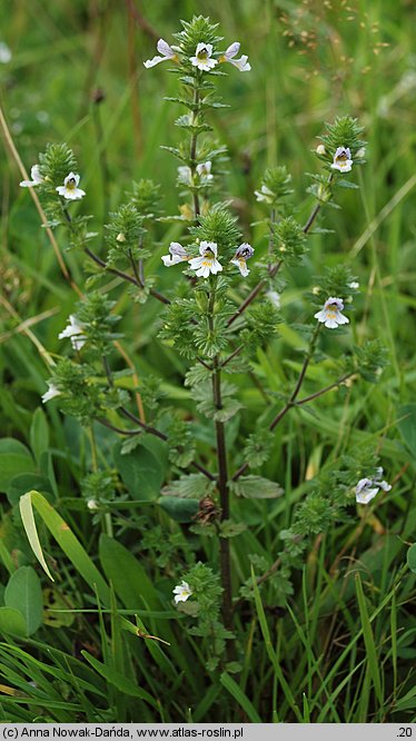 Euphrasia rostkoviana (świetlik łąkowy)