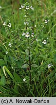 Euphrasia rostkoviana (świetlik łąkowy)