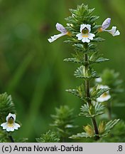 Euphrasia rostkoviana (świetlik łąkowy)