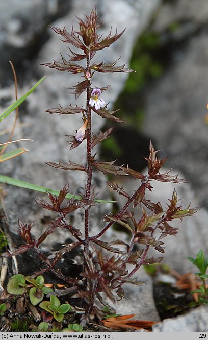 Euphrasia salisburgensis (świetlik salzburski)