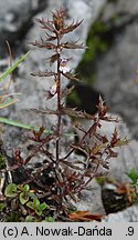 Euphrasia salisburgensis (świetlik salzburski)