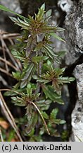 Euphrasia salisburgensis (świetlik salzburski)