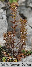 Euphrasia salisburgensis (świetlik salzburski)