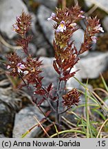 Euphrasia salisburgensis (świetlik salzburski)