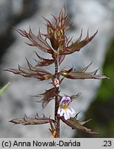 Euphrasia salisburgensis (świetlik salzburski)