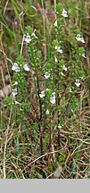 Euphrasia stricta (świetlik wyprężony)