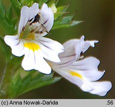 Euphrasia stricta (świetlik wyprężony)