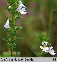 Euphrasia stricta (świetlik wyprężony)