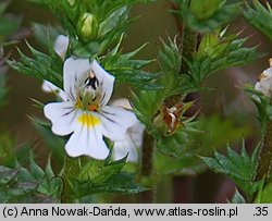 Euphrasia stricta (świetlik wyprężony)