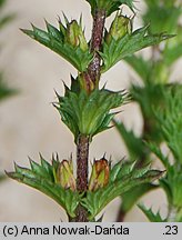 Euphrasia stricta (świetlik wyprężony)