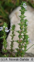 Euphrasia stricta (świetlik wyprężony)