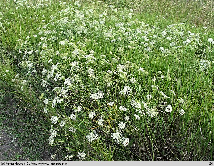 Falcaria vulgaris