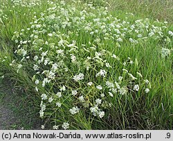 Falcaria vulgaris