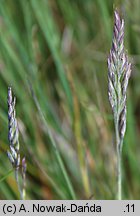 Festuca airoides (kostrzewa niska)