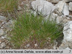 Festuca airoides (kostrzewa niska)