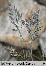 Festuca airoides (kostrzewa niska)