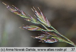 Festuca airoides (kostrzewa niska)