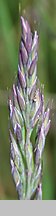 Festuca airoides (kostrzewa niska)