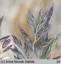 Festuca airoides (kostrzewa niska)