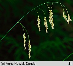 Festuca altissima (kostrzewa leśna)