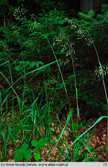 Festuca altissima