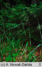 Festuca altissima