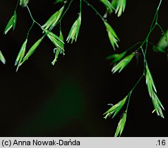 Festuca altissima