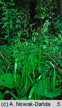 Festuca altissima