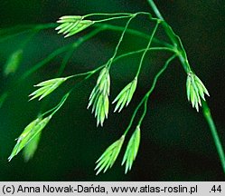 Festuca altissima