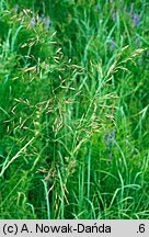 Festuca arundinacea (kostrzewa trzcinowata)