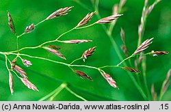 Festuca arundinacea (kostrzewa trzcinowata)