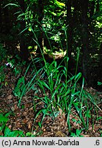 Festuca gigantea (kostrzewa olbrzymia)