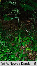 Festuca gigantea (kostrzewa olbrzymia)