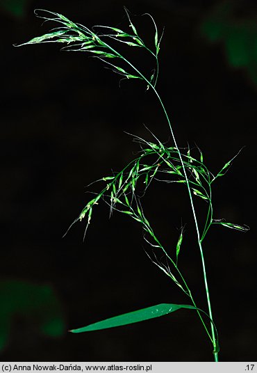 Festuca gigantea (kostrzewa olbrzymia)