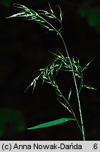 Festuca gigantea (kostrzewa olbrzymia)